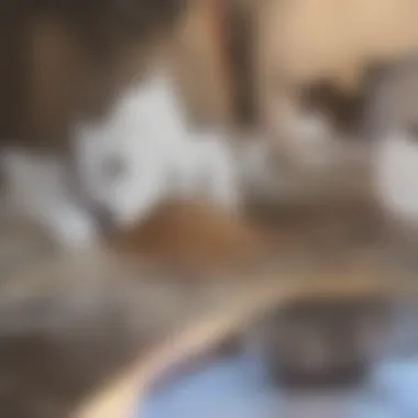 A close-up of a dog looking at its food bowl