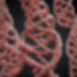 Genetic structure illustrating factor VIII gene location