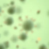 Microscopic view of Methicillin-Resistant Staphylococcus Aureus colonies