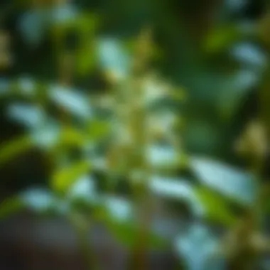 Soybean Plant Origin of Lunasin Soybean plant from which lunasin is derived