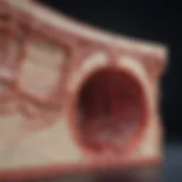 Illustration depicting the arterial wall structure with mild atherosclerotic changes