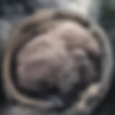Brain Comparison in Dementia Diagnosis Visual comparison of healthy and affected brain areas