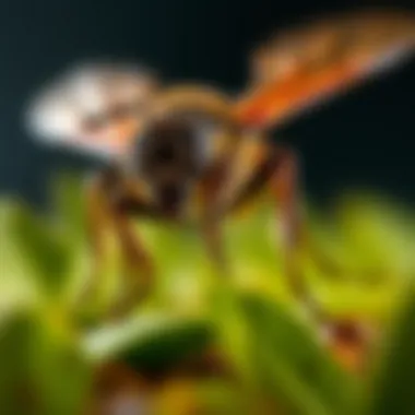 Notable Pest Monitoring: A Comprehensive Approach to Pest Management