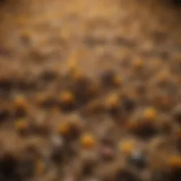 Pollen grains under a microscope showcasing diversity