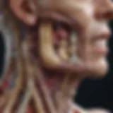 Illustration showcasing the anatomical impact of rheumatoid arthritis on the jaw