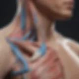 Illustration depicting the anatomy of the shoulder joint