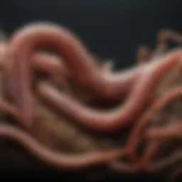 Detailed anatomical structure of an earthworm showcasing its segments and organs.