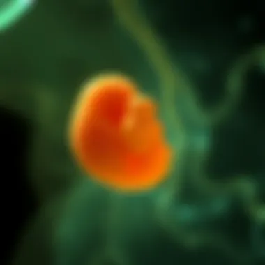 Notable The Development of a Fetus at Six Weeks: A Detailed Examination Notable The Development of a Fetus at Six Weeks: A Detailed Examination