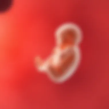 The Development of a Fetus at Six Weeks: A Detailed Examination Summary
