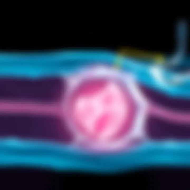 Illustration of smooth muscle cell structure highlighting key features