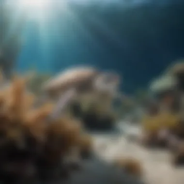 Conservation Initiatives for the Great Barrier Reef's Survival Efforts in conservation and restoration of marine habitats