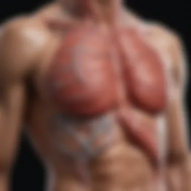 Visualization of the cardiovascular system responding to breathing techniques