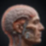 A brain illustration highlighting areas affected by narcolepsy