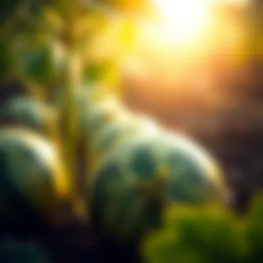 Notable The Journey of Watermelon Seeds: From Germination to Growth
