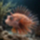 A vibrant red lionfish showcasing its distinctive fins