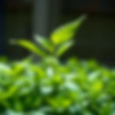 Impact of Calcium Deficiency on Plant Health Effects of calcium deficiency on plant health
