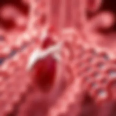 The Role of Cardiolipin in Energy Production Diagram illustrating cardiolipin's role in energy production