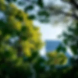 The Role of Trees in Mitigating Global Warming Introduction