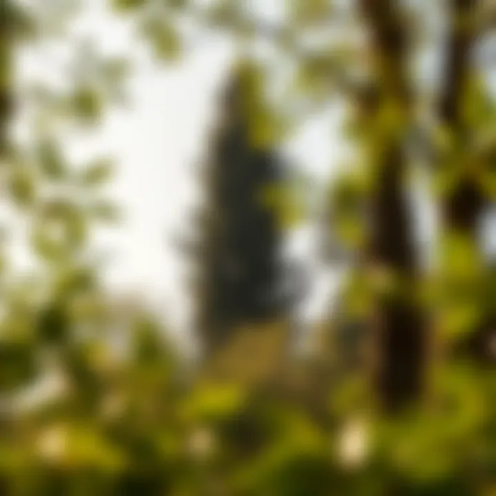Notable The Role of Trees in Mitigating Global Warming
