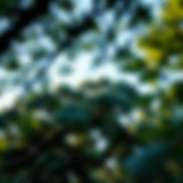 The Role of Trees in Mitigating Global Warming Summary