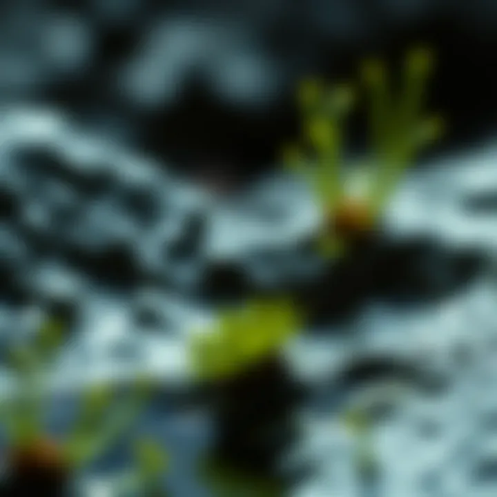 Ecosystem disruption due to toxicants