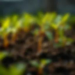 Heavy metals in soil affecting plant growth