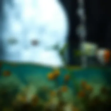 Organic pollutants in water sources