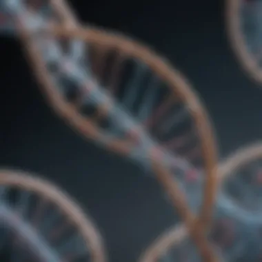 The Structure of DNA Illustration of DNA double helix structure