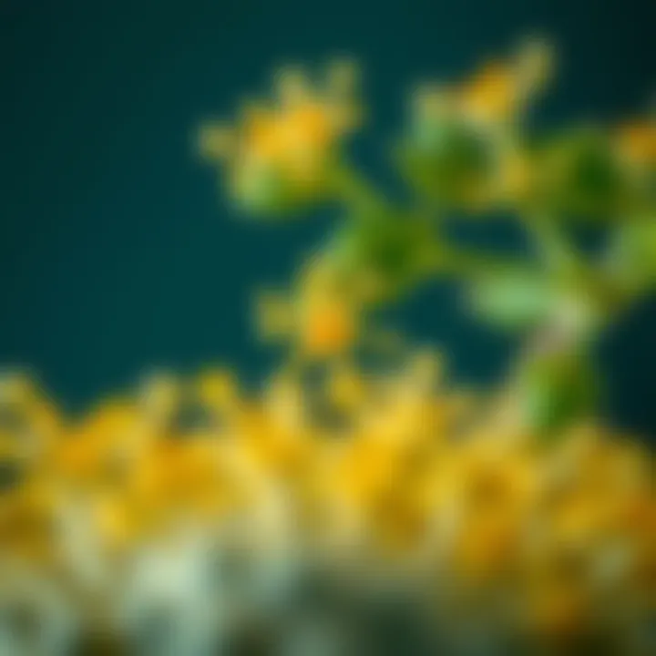 An artistic representation of the active compounds found in Tribulus Terrestris.