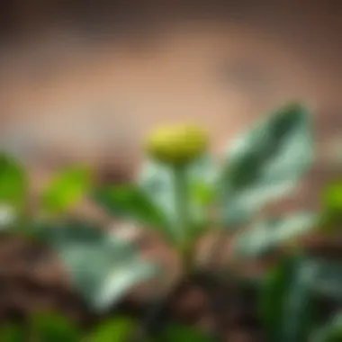 A graphical illustration showcasing the potential benefits and side effects of Tribulus Terrestris.