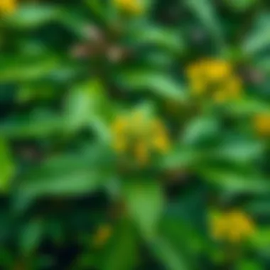 A close-up of Tribulus Terrestris plant with vibrant green leaves and yellow flowers.