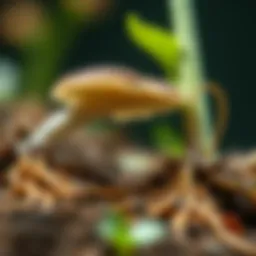 Illustration of Trichoderma fungi interacting with plant roots