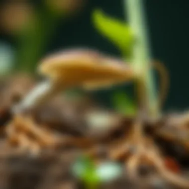 Trichoderma and Plant Root Interaction Illustration of Trichoderma fungi interacting with plant roots