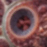 Microscopic view of thyroid tissue