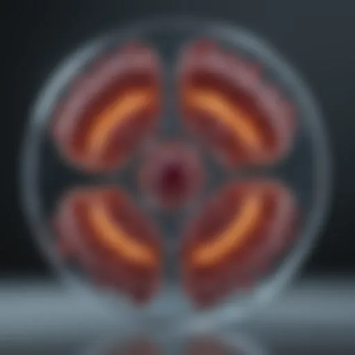 BCR-ABL fusion gene representation