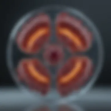 Visualizing the BCR-ABL Fusion Gene BCR-ABL fusion gene representation