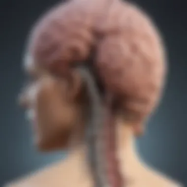 Brain and Spinal Canal Relationship An illustration representing the brain and spinal canal relationship in Chiari Syndrome.