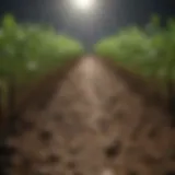 Illustration depicting various crop stages from germination to harvest.
