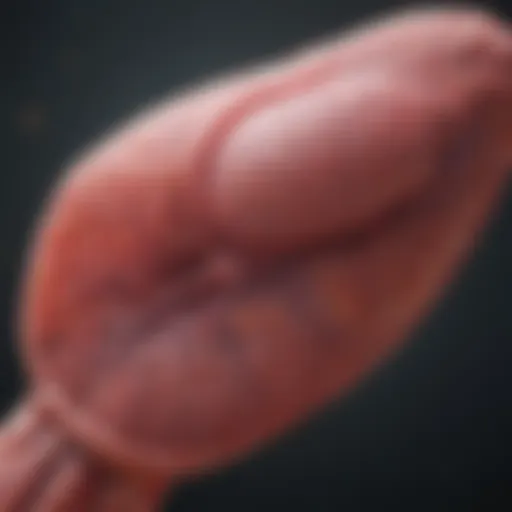 Diagram illustrating liver function