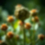 Understanding Genetically Modified Organisms: Concepts and Implications Introduction