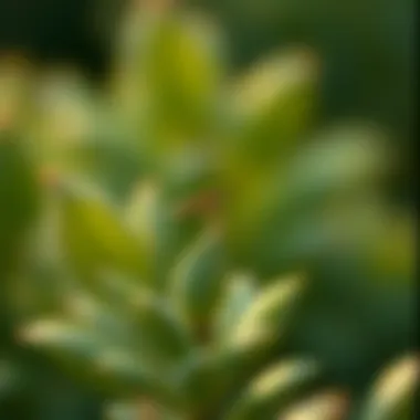 Notable Understanding Genetically Modified Organisms: Concepts and Implications Notable Understanding Genetically Modified Organisms: Concepts and Implications