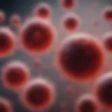 Visual representation of lymphocytes in blood smear