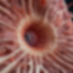 Microscopic view of inflamed tissue