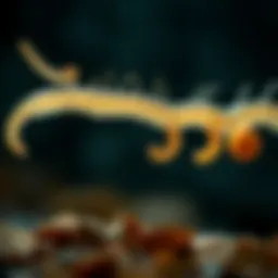 Lifecycle of intestinal roundworms illustrating stages from egg to adult