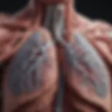 Detailed illustration of lung anatomy