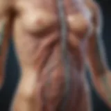 Illustration depicting the anatomy of the lymphatic system