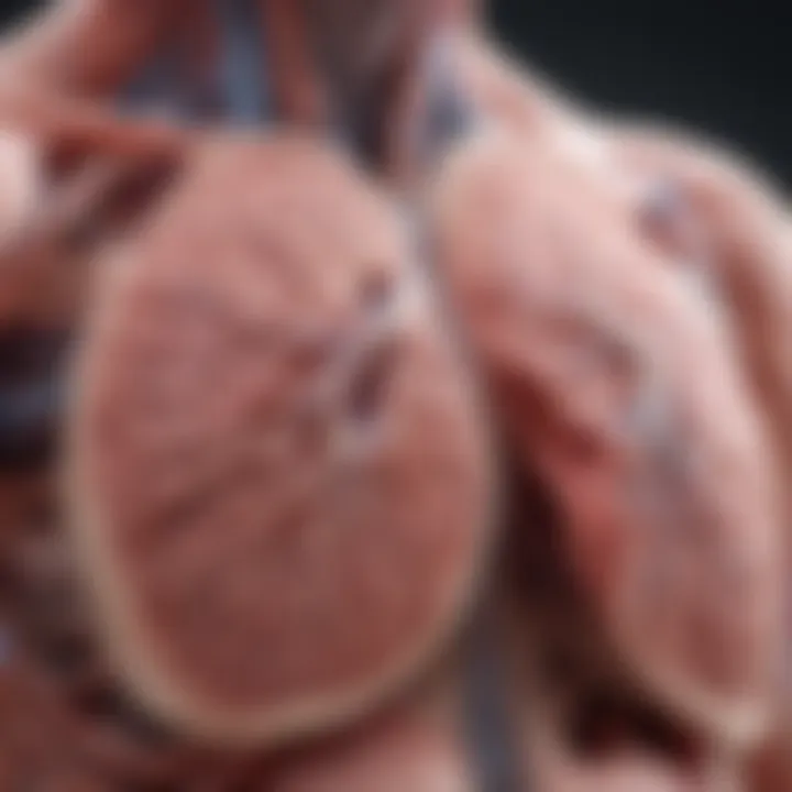 Detailed illustration of pleural thickening in lung anatomy