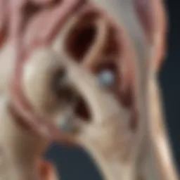 Illustration showcasing the anatomical details of a prosthetic joint