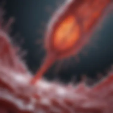 Illustration showcasing the physiological functions of plasma proteins.