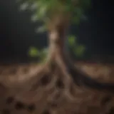Close-up of healthy plant roots in rich soil